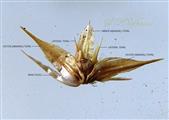 Mature Flower with utricle